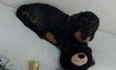 Un altro cane ucciso da un pitbull