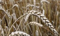 Accordo "salva granai" tra 100 pastifici, 85 molini e  oltre 1 milione di imprese agricole 