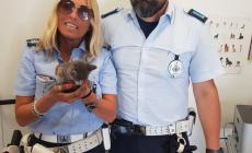 Gattino incastrato nel motore di un'auto: due vigili lo salvano