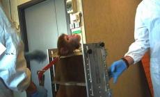 Sperimentazione animale? Risultati solo da quella «human based»   