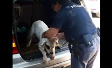 Udine,  la polizia salva un cane chiuso per ore in auto - Foto