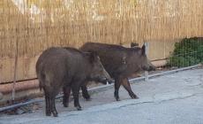 Cinghiali a spasso sul lungomare, uno fugge  tuffandosi  in acqua