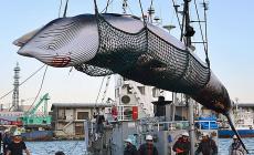 Giappone: al via la caccia alle balene dopo oltre 30 anni