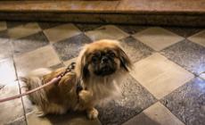 In chiesa con gli animali  e poi tutti a tavola 