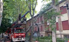 Rimossa una pianta caduta  all'ospedale