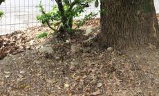 Piazzale Lubiana, trovata polpetta con chiodi: chiusa  l'area cani 