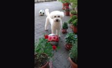 Con una foto del tuo amico peloso puoi combattere la piaga dell'abbandono