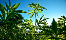 Piacenza, piante di marijuana da oltre un metro, agricoltore arrestato