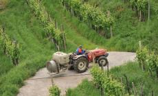 Unesco: Le colline del Prosecco patrimonio dell'umanità
