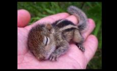 Animali e piante esotiche, nuove norme per tenerli in casa