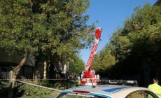 Fumo da un albero in viale Piacenza: intervento dei vigili del fuoco questa mattina