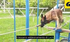 Bendato e sulle corde: cos&igrave; si allena il cane poliziotto - Video