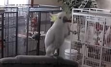 Il pappagallino Snowball balla "Another One Bites The Dust"-  Il video virale