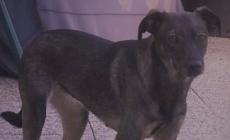 Chi ha visto questa cagnolina?