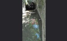 Mancanza di acqua: moria di pesci nel canale Spelta