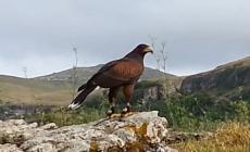Contadino uccide una poiana: il proprietario del rapace lo denuncia - Video