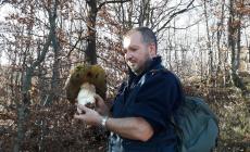 Porcino da 1,6 kg