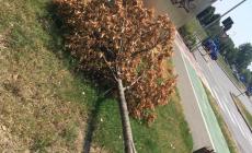 Zona Eurosia, l'albero finisce ko