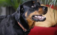 Bimba di 14 mesi sbranata dal rottweiler della sua famiglia