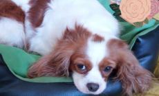 Cani da adottare - Foto