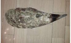 Sabbia e conchiglie sarde vendute su web