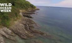Incontro ravvicinato con la medusa gigante: è grande il doppio del sub - Video 