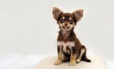 Traffico illecito di cuccioli di chihuahua, due denunciate e 56 cani sequestrati