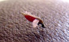 L'autopsia conferma: la bimba è morta di malaria