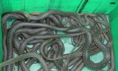 Recuperati in un tombino una ventina di serpenti