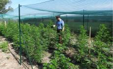 Smantellato casolare della droga a Baganzola: le foto