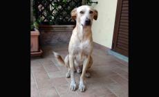 Cani da adottare - Foto