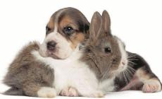 Ricerca senza dolore: lanciato "#zeroanimali"