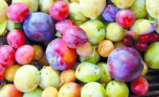 La ricetta 'green' - Dolce di susine