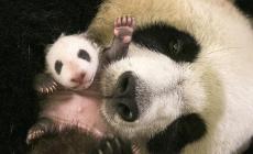 Il piccolo panda compie un mese 