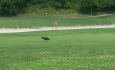 Sala Baganza: l'Ibis eremita si posa sulla buca 18 del campo da golf