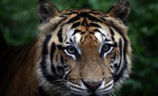 29 Luglio, giornata mondiale della tigre: ne restano solo 3890 nel mondo - Foto