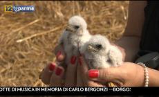 La Lipu mette gli 'anelli' ai piccoli falchi cuculo - Video