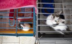 Roberti: "In 3 anni morti  391 gatti e 23 cani che si trovavano nel gattile e nel canile.  Perché non è stata fatta un'inchiesta?"