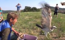 Liberata rarissima aquila dei serpenti, ribattezzata "Parma"