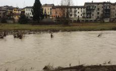 Parma, la pioggia ingrossa il torrente. Sorbolo, il ponte si "salva"