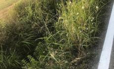 'Via Ugozzolo: piste ciclabili impraticabili, palo pericolante e posta che non arriva' - Foto