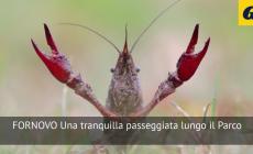 Gambero della Louisiana nel Taro: ecco perché è un 'nemico' - Video