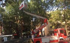 Rami pericolanti in via Montanara, arrivano i vigili del Fuoco Gallery