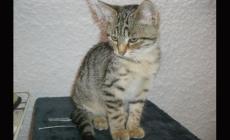 Micina di 3 mesi cerca casa 