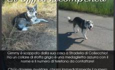 Si &egrave; perso Gimmy: qualcuno lo ha visto? 