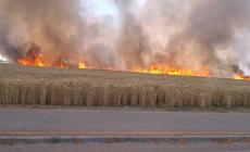 Campo di frumento inghiottito dalle fiamme. Riaperta la strada di Chiozzola Foto