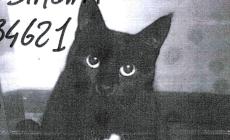 Gatta scomparsa dopo un furto