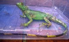Trovata iguana in piscina della Maremma, catturata dai vigili del fuoco