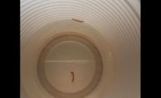 Turista: da rubinetti acqua e vermicelli