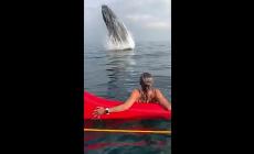 L'incontro ravvicianto tra la balena da 27 tonnellate e i canoisti - Video